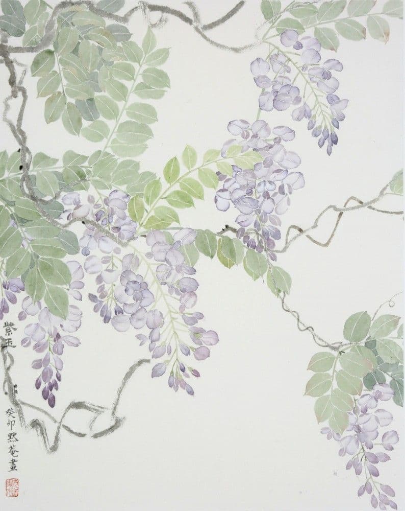 Wisteria